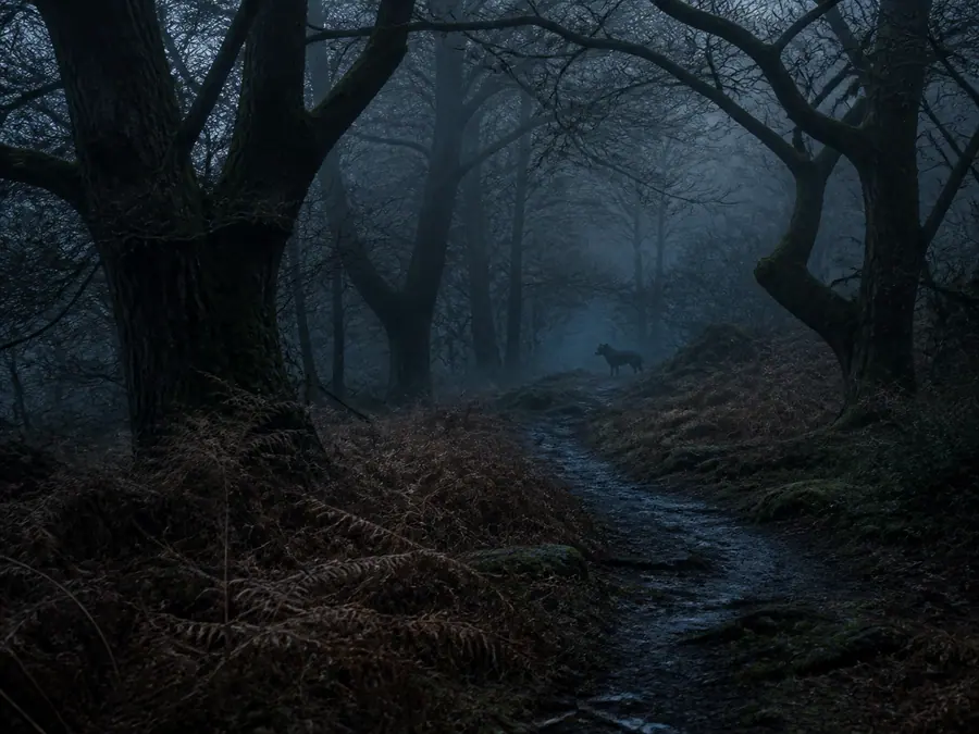 An ambiguous animal sighting on a misty woodland path